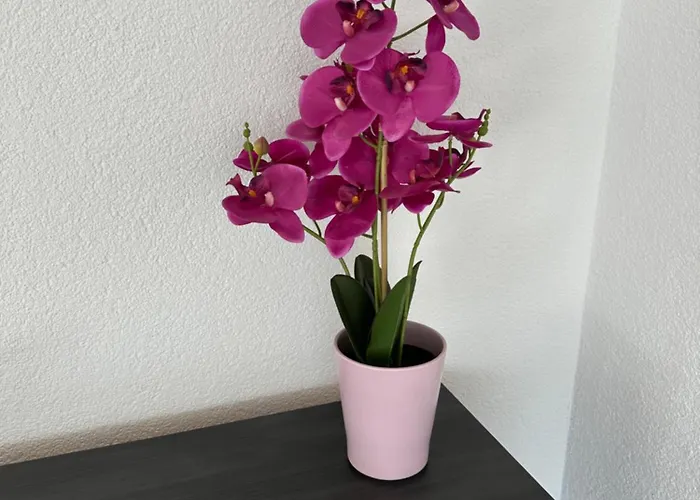 Traumhafte Lejlighed